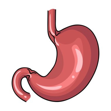 İnsan mide simgesi beyaz arka plan üzerinde izole karikatür tarzı. İnsan organlarını hisse senedi vektör çizim sembolü.