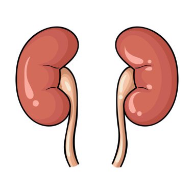 İnsan böbrekler simgesi beyaz arka plan üzerinde izole karikatür tarzı. İnsan organlarını hisse senedi vektör çizim sembolü.