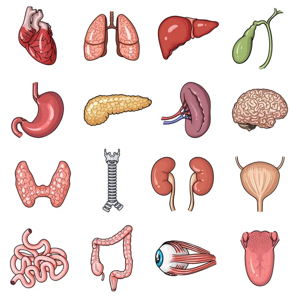 인간의 장기 만화 스타일에서 아이콘을 설정합니다. 인간 장기의 큰 컬렉션 벡터 기호 재고 일러스트 레이 션 — 스톡 벡터