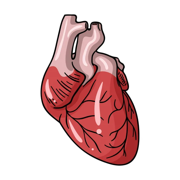 Icona del cuore umano in stile cartone animato isolato su sfondo bianco. Organi umani simbolo stock vettoriale illustrazione . — Vettoriale Stock