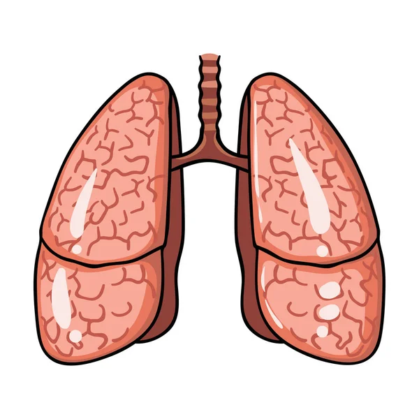 Icona polmoni umani in stile cartone animato isolato su sfondo bianco. Organi umani simbolo stock vettoriale illustrazione . — Vettoriale Stock