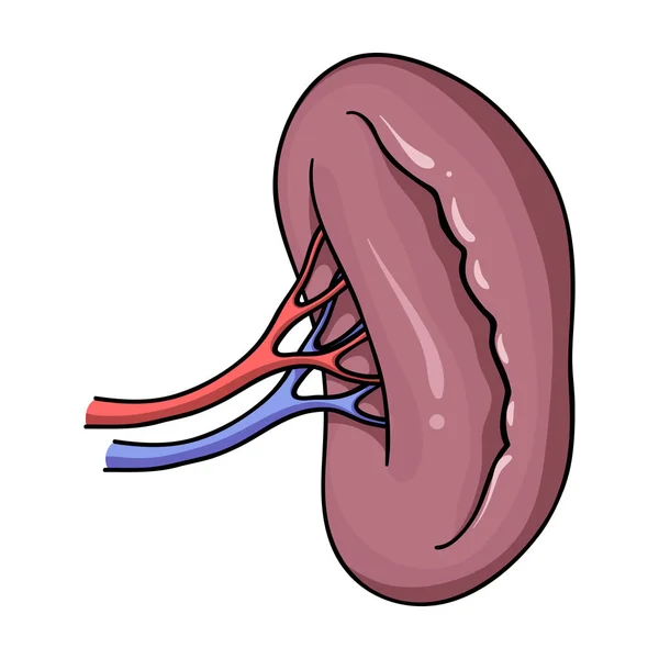 Ícone de rim humano em estilo cartoon isolado no fundo branco. Órgãos humanos símbolo estoque vetor ilustração . — Vetor de Stock