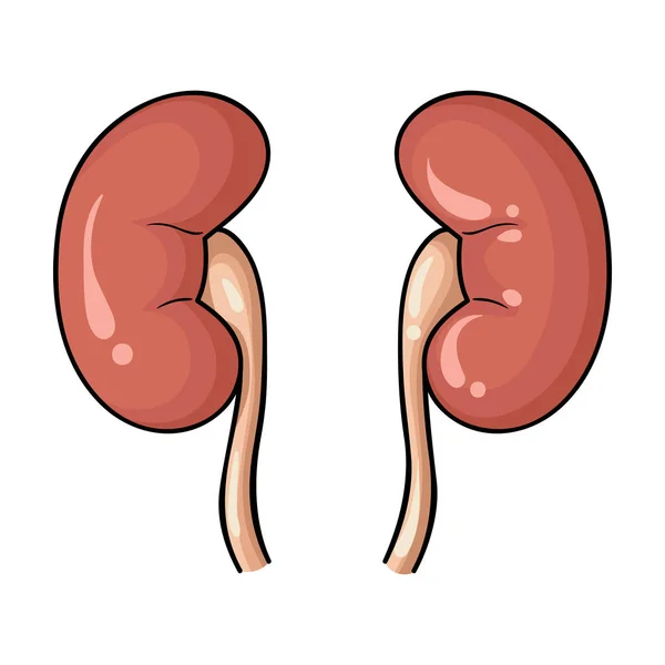 Ícone de rins humanos em estilo cartoon isolado no fundo branco. Órgãos humanos símbolo estoque vetor ilustração . — Vetor de Stock