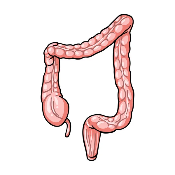 Menschliche Dickdarm-Ikone im Cartoon-Stil isoliert auf weißem Hintergrund. menschliche Organe Symbolaktienvektor Illustration. — Stockvektor