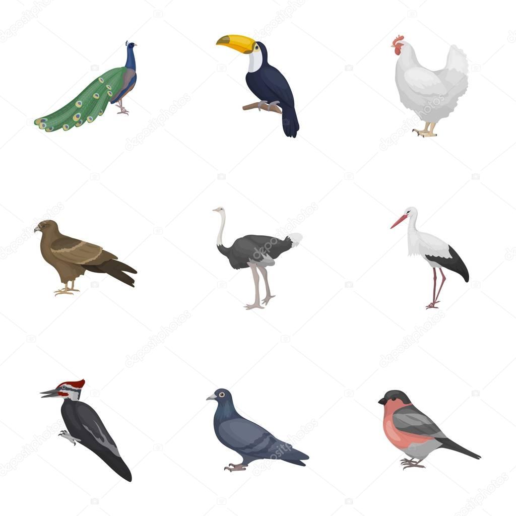 Bird set icons in cartoon style. Big collection of bird vector symbol stock