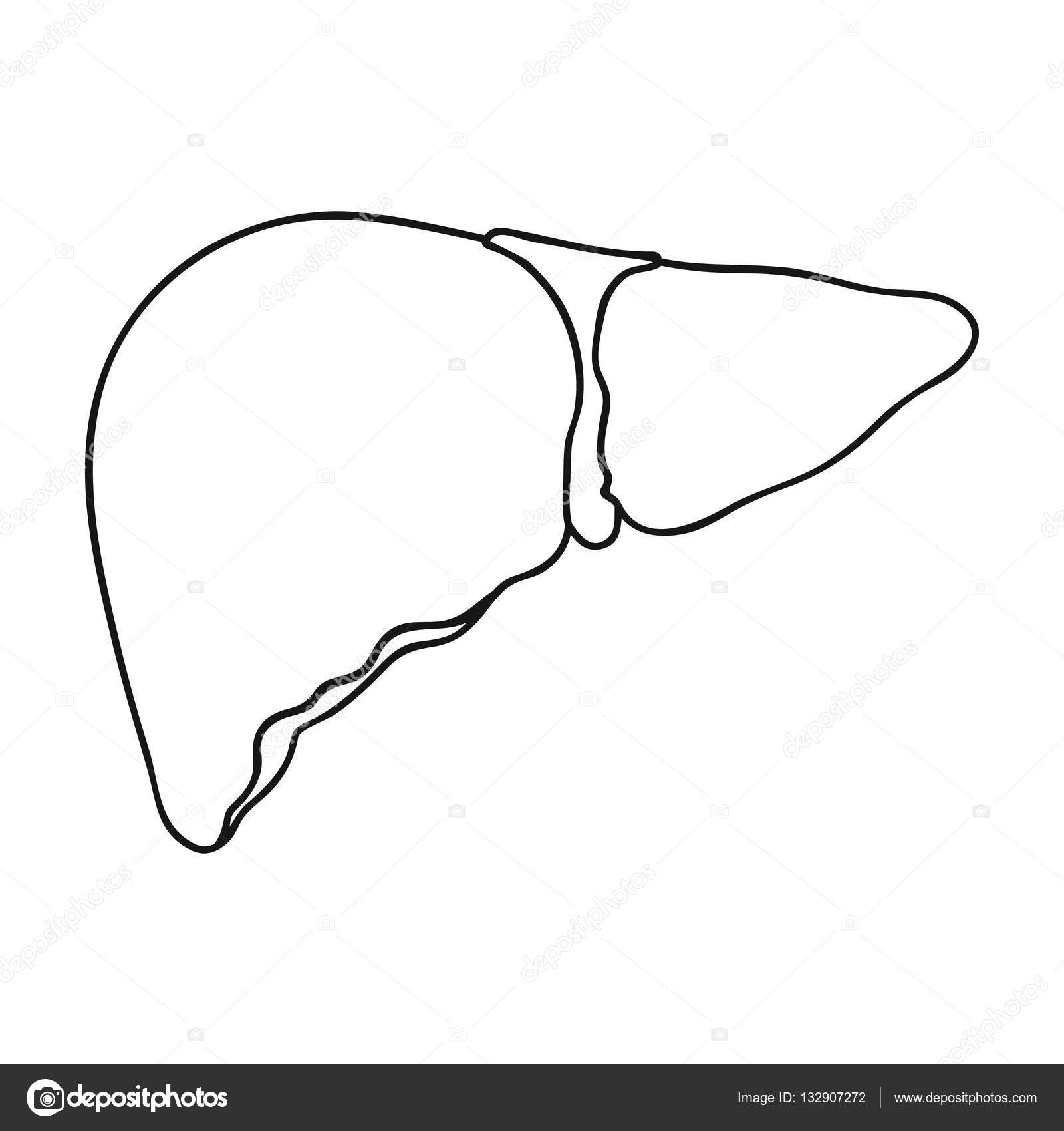 печень контур. печень иконка. контуры печени. печень раскраска. печень раскраска.