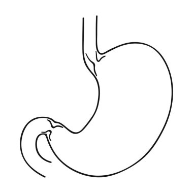 İnsan mide simgesi beyaz arka plan üzerinde izole anahat tarzı. İnsan organlarını hisse senedi vektör çizim sembolü.
