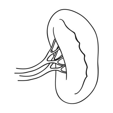 İnsan böbrek simgesi beyaz arka plan üzerinde izole anahat tarzı. İnsan organlarını hisse senedi vektör çizim sembolü.