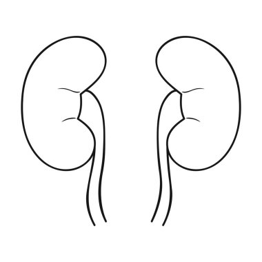 İnsan böbrekler simgesi beyaz arka plan üzerinde izole anahat tarzı. İnsan organlarını hisse senedi vektör çizim sembolü.