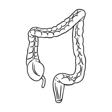 İnsan kalın bağırsak simgesi beyaz arka plan üzerinde izole anahat tarzı. İnsan organlarını hisse senedi vektör çizim sembolü.