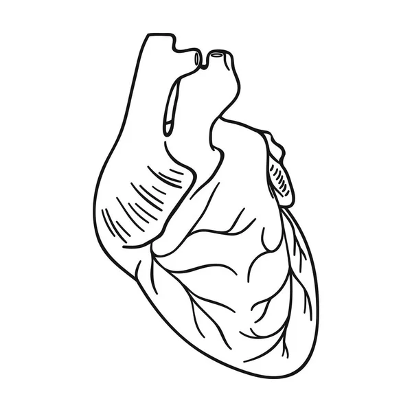 Ícone de coração humano em estilo esboço isolado no fundo branco. Órgãos humanos símbolo estoque vetor ilustração . — Vetor de Stock