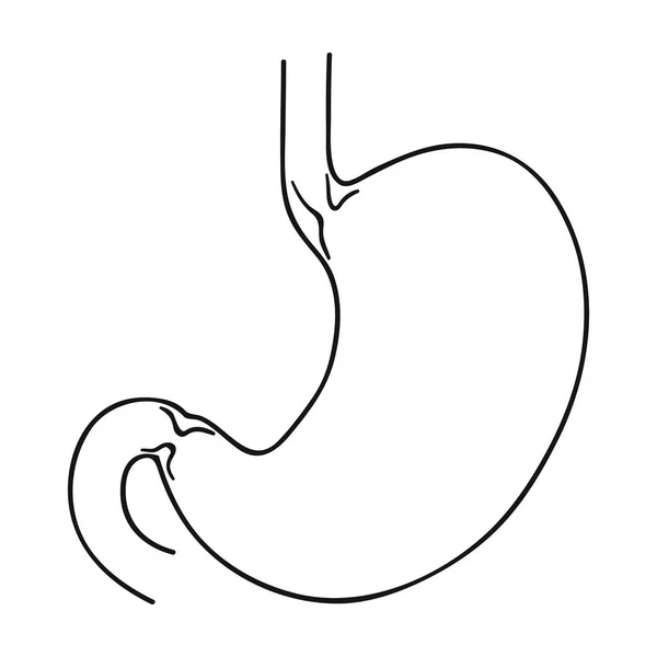 Människans mage ikonen i dispositionsformat isolerad på vit bakgrund. Mänskliga organ symbol lager vektorillustration. — Stock vektor