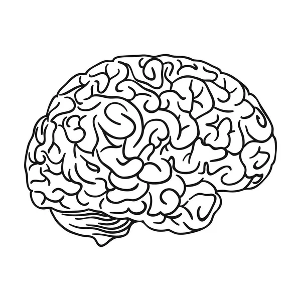 Icono del cerebro humano en estilo de contorno aislado sobre fondo blanco. Organos humanos símbolo stock vector ilustración . — Vector de stock