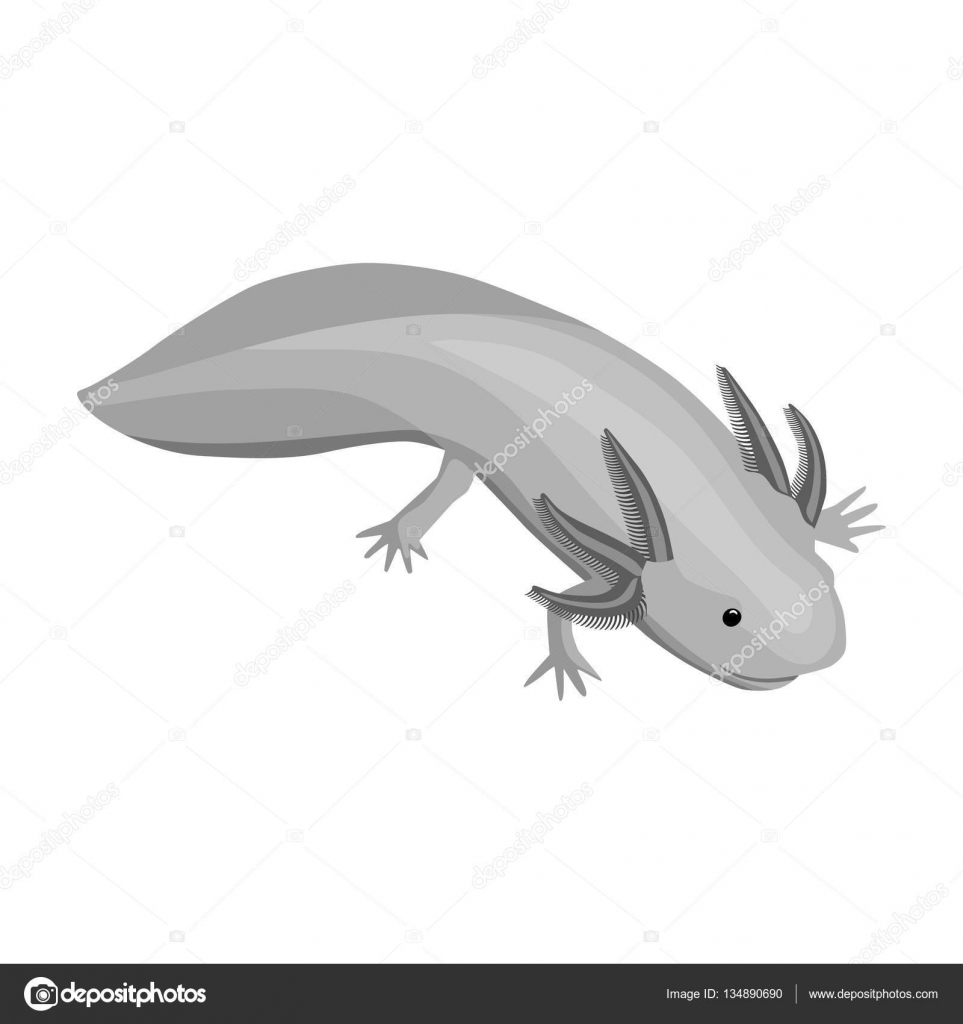 ᐈ Axolotl Drawing Stock Vectors Royalty Free Axolotl Illustrations Download On Depositphotos ᐈ Axolotl Drawing Stock Vectors Royalty Free Axolotl Illustrations Download On Depositphotos