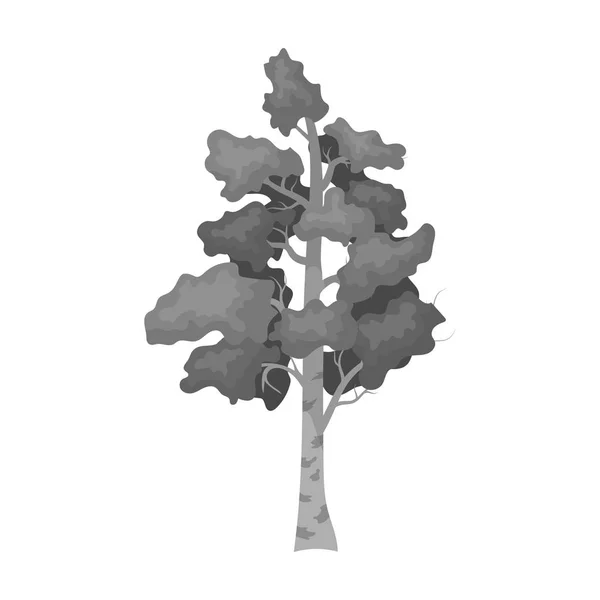 Huş ağacı simgesini tek renkli stil beyaz arka plan üzerinde izole. Rus ülke sembol stok vektör çizim. — Stok Vektör