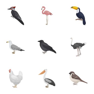 Kuş çizgi film tarzı simgeleri ayarlayın. Büyük kuş vektör simge stok illüstrasyon topluluğu