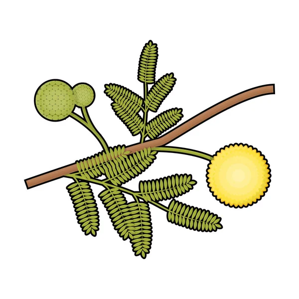 Icono amarillo de la flor mimosa en estilo de dibujos animados aislado sobre fondo blanco. Australia símbolo stock vector ilustración . — Archivo Imágenes Vectoriales