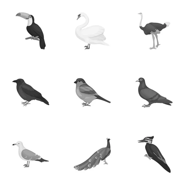 Vogel setzte Symbole im monochromen Stil. Große Sammlung von Vogel-Vektor-Symbolen — Stockvektor