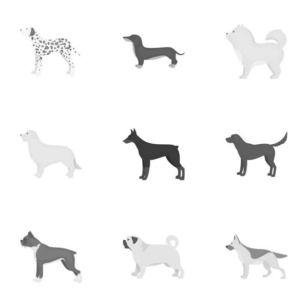 Dog breeds set icons in monochrome style. Big collection of dog breeds vector symbol stock illustration — Stock Vector