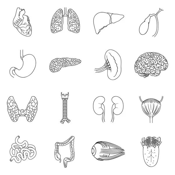 Menschliche Organe setzen Symbole in Umrissen. große Sammlung menschlicher Organe Vektor Symbolstock Illustration — Stockvektor