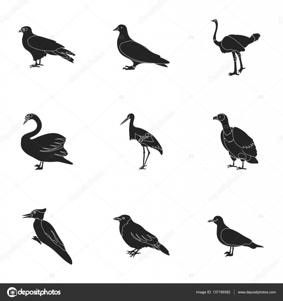 Vogel Setzte Symbole Im Schwarzen Stil Grosse Sammlung Von Vogel Vektor Symbolen Stockvektor C Pandavector