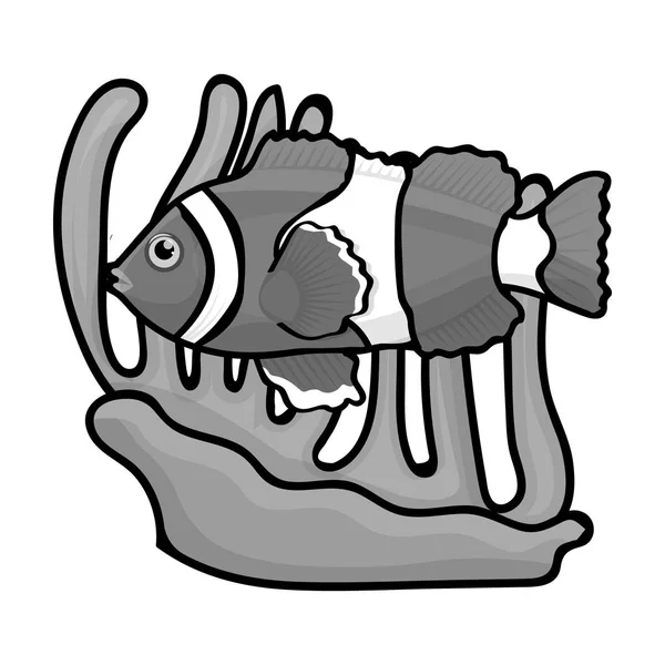 小丑鱼和海葵中孤立的白色背景上的黑白风格的图标。澳大利亚象征股票矢量图. — 图库矢量图片