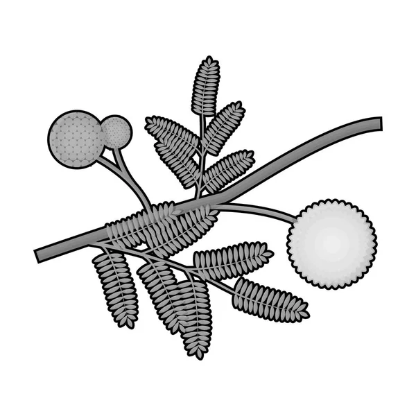 Ikon bunga mimosa kuning dalam gaya monokrom terisolasi pada latar belakang putih. Ilustrasi vektor saham simbol Australia . - Stok Vektor