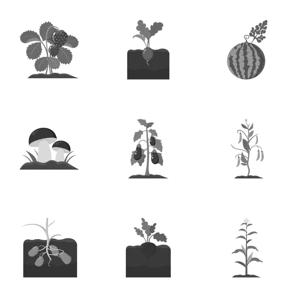 Набор иконок растений в монохромном стиле. Большая коллекция иллюстраций векторных символов растений — стоковый вектор