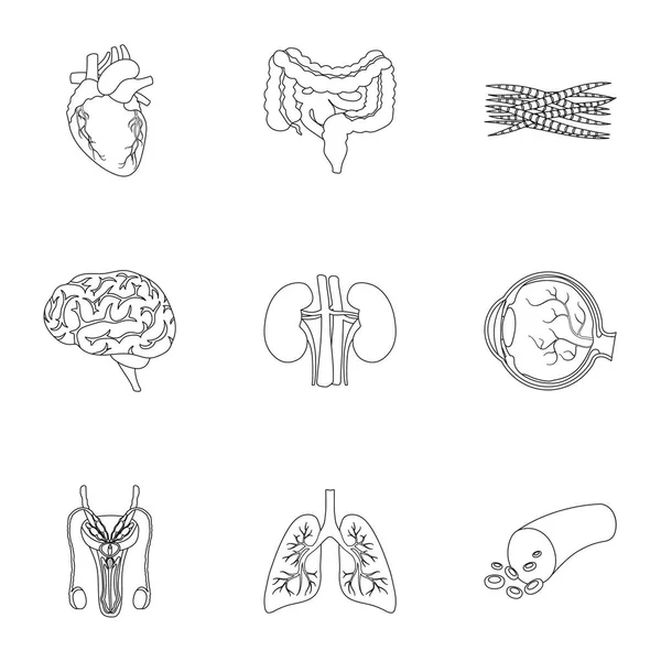 Los órganos establecen iconos en estilo de esquema. Gran colección de órganos vector símbolo stock ilustración — Vector de stock