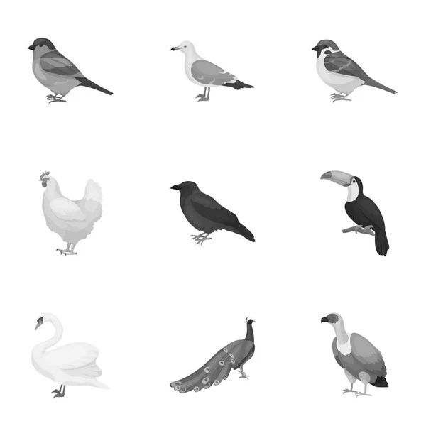 Ensemble d'oiseaux icônes dans un style monochrome. Grande collection d'illustration de stock de symbole vectoriel oiseau — Image vectorielle