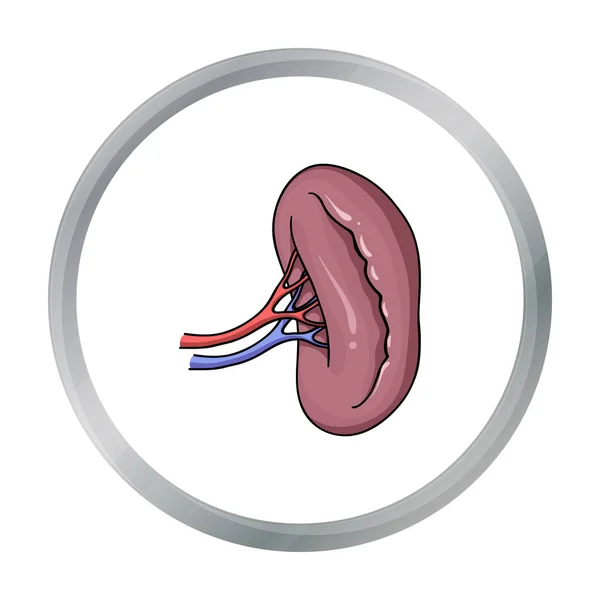 Icona rene umano in stile cartone animato isolato su sfondo bianco. Organi umani simbolo stock vettoriale illustrazione . — Vettoriale Stock