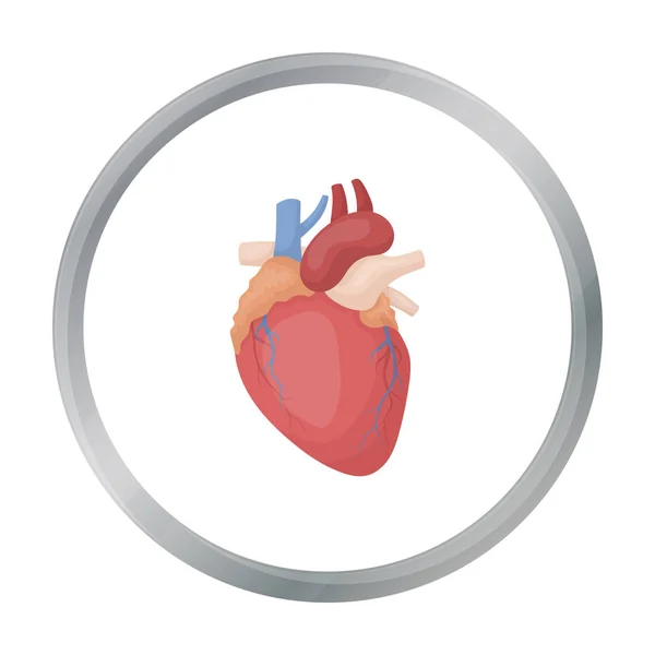 Ícone de coração em estilo cartoon isolado no fundo branco. Símbolo de órgãos ilustração vetorial de estoque . — Vetor de Stock