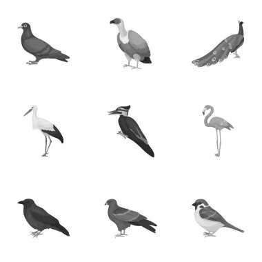 Kuş, tek renkli bir tarzda Icons set. Büyük kuş vektör simge stok illüstrasyon topluluğu