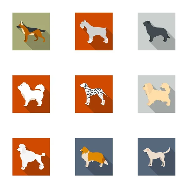 Las razas de perros establecen iconos en estilo plano. Gran colección de razas de perros vector símbolo stock ilustración — Vector de stock