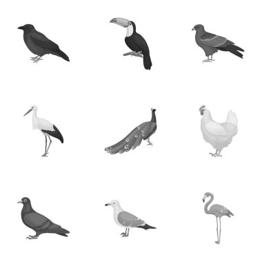 Kuş, tek renkli bir tarzda Icons set. Büyük kuş vektör simge stok illüstrasyon topluluğu