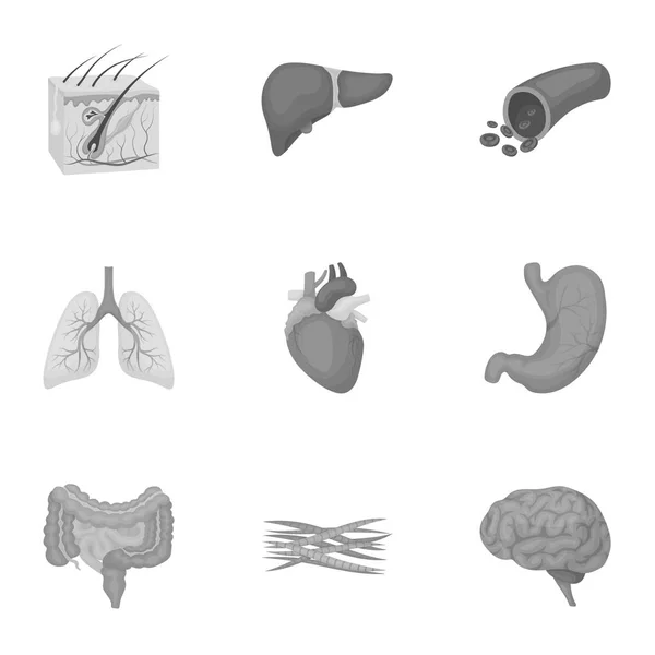 Los órganos establecen iconos en estilo monocromo. Gran colección de órganos vector símbolo stock ilustración — Archivo Imágenes Vectoriales