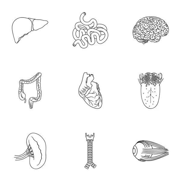 Mänskliga organ som ikoner i dispositionsformat. Stor samling av mänskliga organ vektor symbol stock illustration — Stock vektor