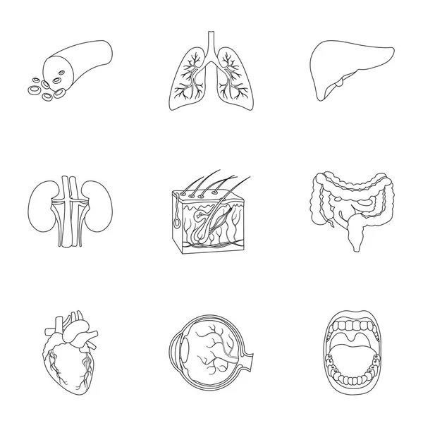 Los órganos establecen iconos en estilo de esquema. Gran colección de órganos vector símbolo stock ilustración — Archivo Imágenes Vectoriales