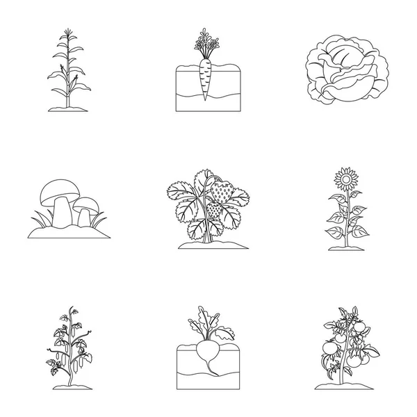 Plante ensemble icônes dans le style de contour. Grande collection d'illustration de stock de symbole vectoriel végétal — Image vectorielle