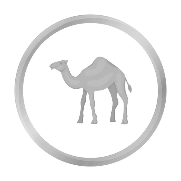 Kamel ikonen i svartvit stil isolerad på vit bakgrund. Arabemiraten symbol lager vektorillustration. — Stock vektor