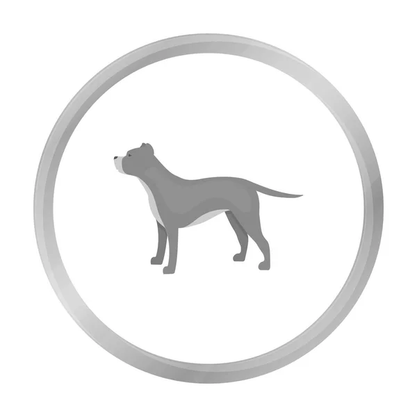 Pitbull vector icon in monochrome style for web — Stock Vector