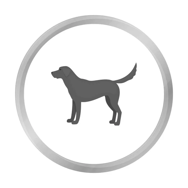 Icono vectorial Labrador en estilo monocromo para web — Vector de stock