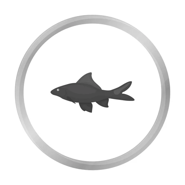 Roter Schwanz Haifisch Symbol monochrom. singe aquarium fish icon aus dem meer, ocean life monochrom. — Stockvektor