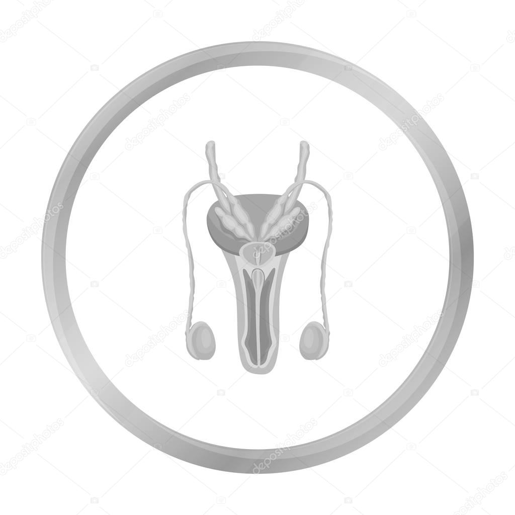 Male reproductive system icon in monochrome style isolated on white background. Organs symbol vector illustration.