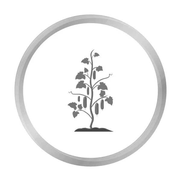 Icono de pepino monocromo. Icono de una sola planta de la gran granja, jardín, agricultura monocromo . — Archivo Imágenes Vectoriales