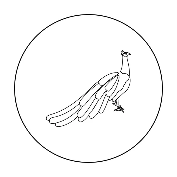 Иконка павлина в стиле контура выделена на белом фоне. Векторная иллюстрация символов птиц . — стоковый вектор