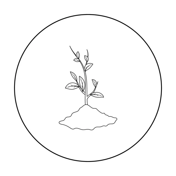 Icono de brote en estilo de contorno aislado sobre fondo blanco. Bio y ecología símbolo stock vector ilustración . — Archivo Imágenes Vectoriales