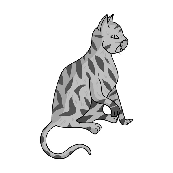 American Shorthair icon in monochrome style isolated on white background. Cat breeds symbol stock vector illustration. — Stock Vector