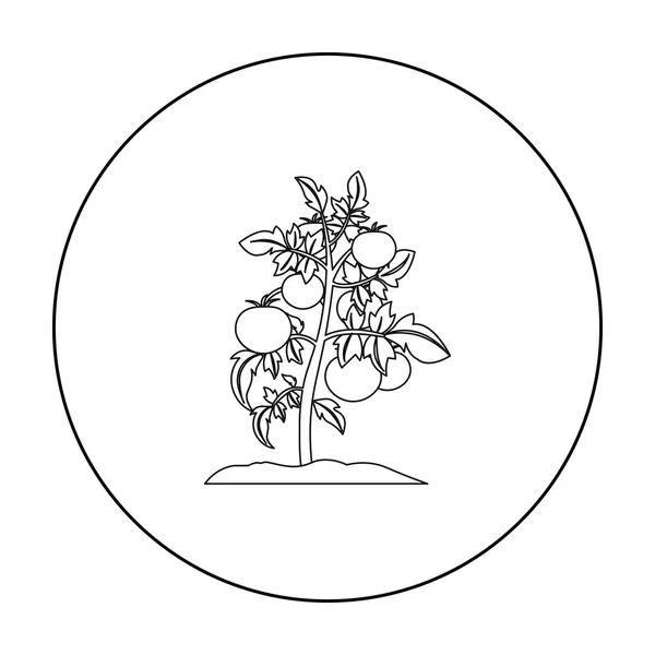 Esquema de icono de tomate. Icono de una sola planta de la gran granja, jardín, esquema de agricultura . — Archivo Imágenes Vectoriales