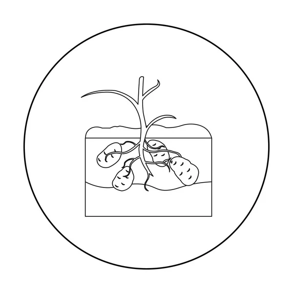 Kartoffelsymbolumriss. Ein-Pflanzen-Ikone aus dem großen Bauernhof, Garten, Landwirtschaft. — Stockvektor